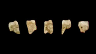 Homo luzonensis 2