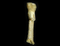 Homo luzonensis 1