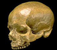 Homo sapiens sapiens