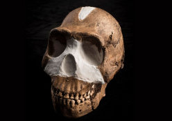 Homo naledi
