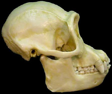 Genuine chimpanzee skull