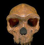Homo heidelbergensis