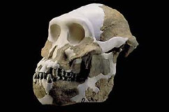 Autralopithecus afarensis 2
