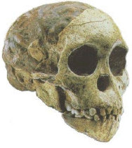 Autralopithecus africanus